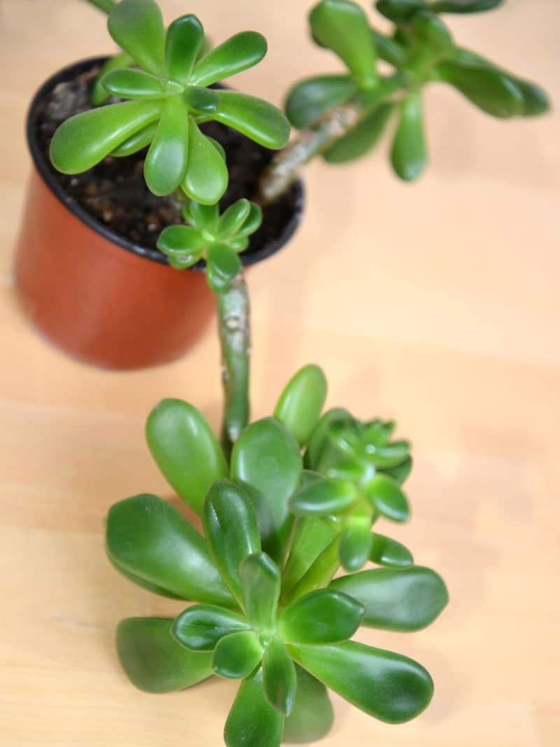 cremnophila linguifolia succulent