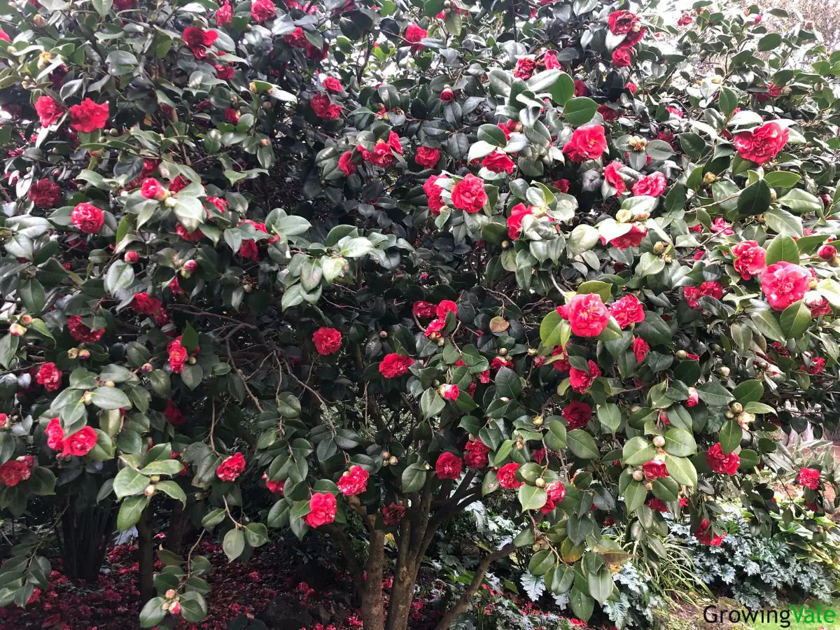 camellia types