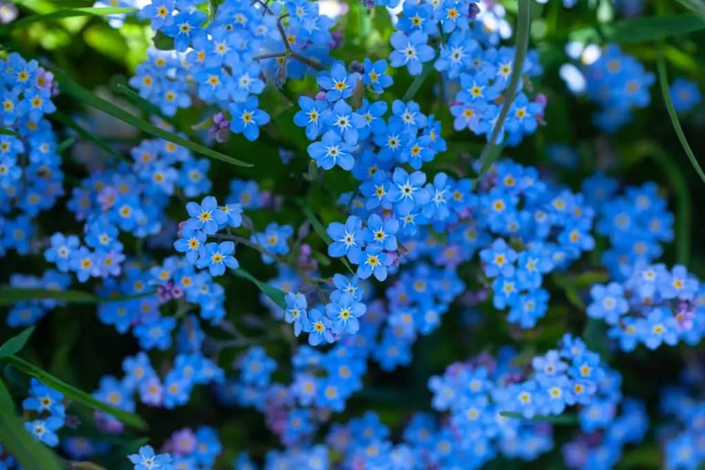 how-to-grow-and-care-for-forget-me-not-flowers-myosotis-spp-store