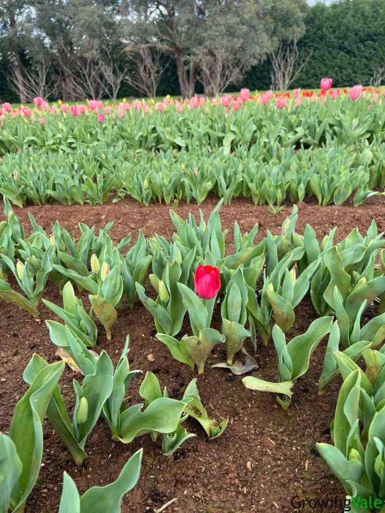 planting tulips