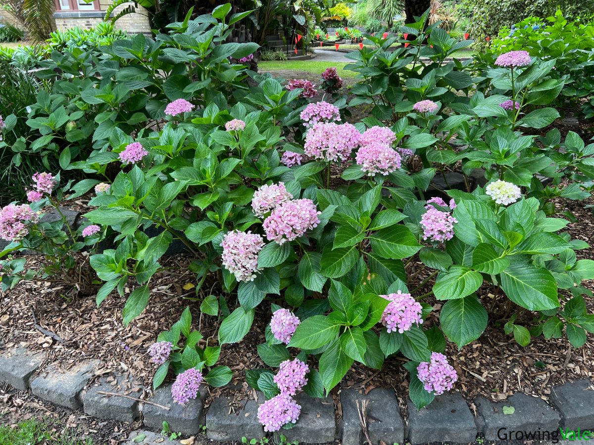 Hydrangea Companion Plants: What to Grow with This Shrub - GrowingVale