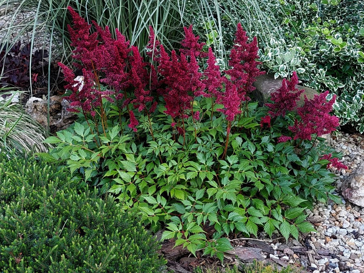 astilbe companion plants