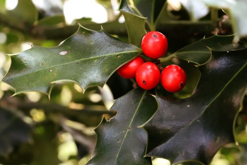 Holly leaves and berries