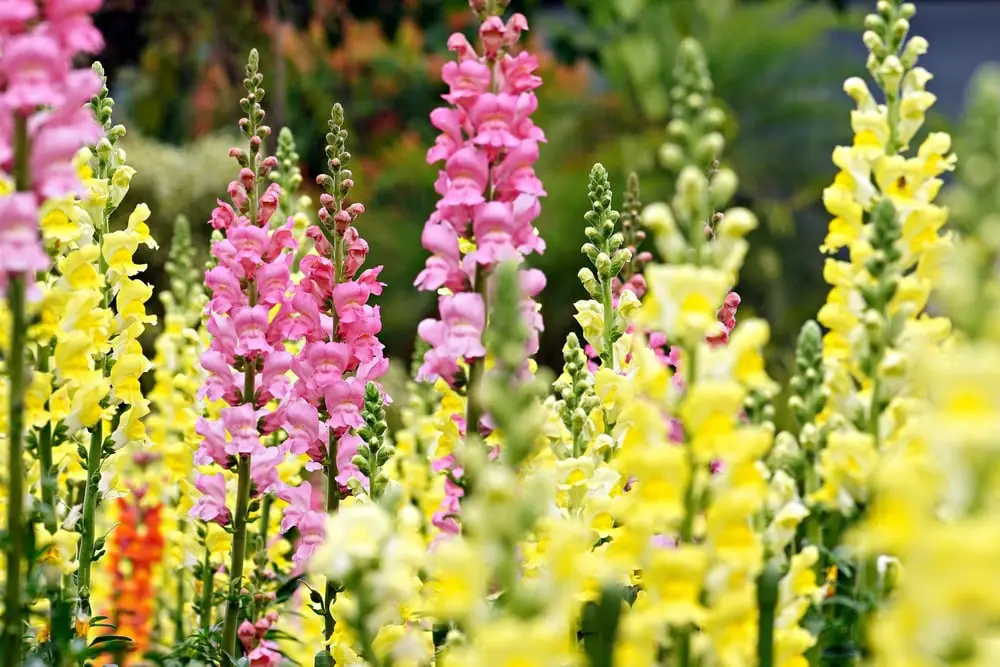 pink and yellow snapdragons
