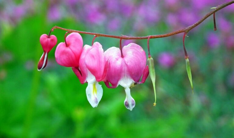 Bleeding Heart Flower Meaning, Symbolism of Each Color and Uses - Store