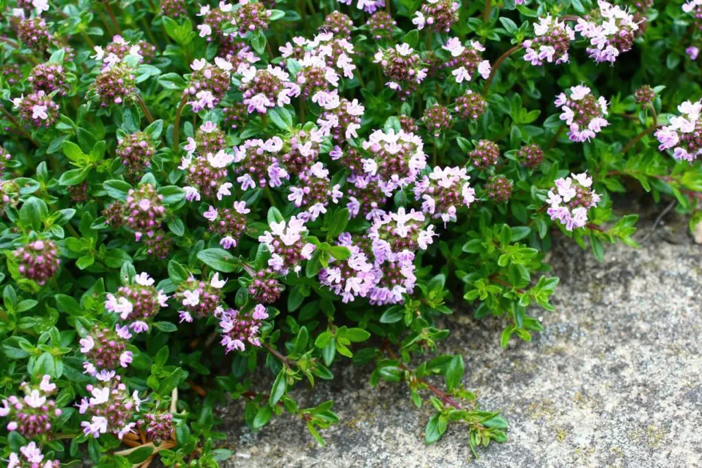 16 Best Companion Plants for Thyme for An Optimal Garden - GrowingVale