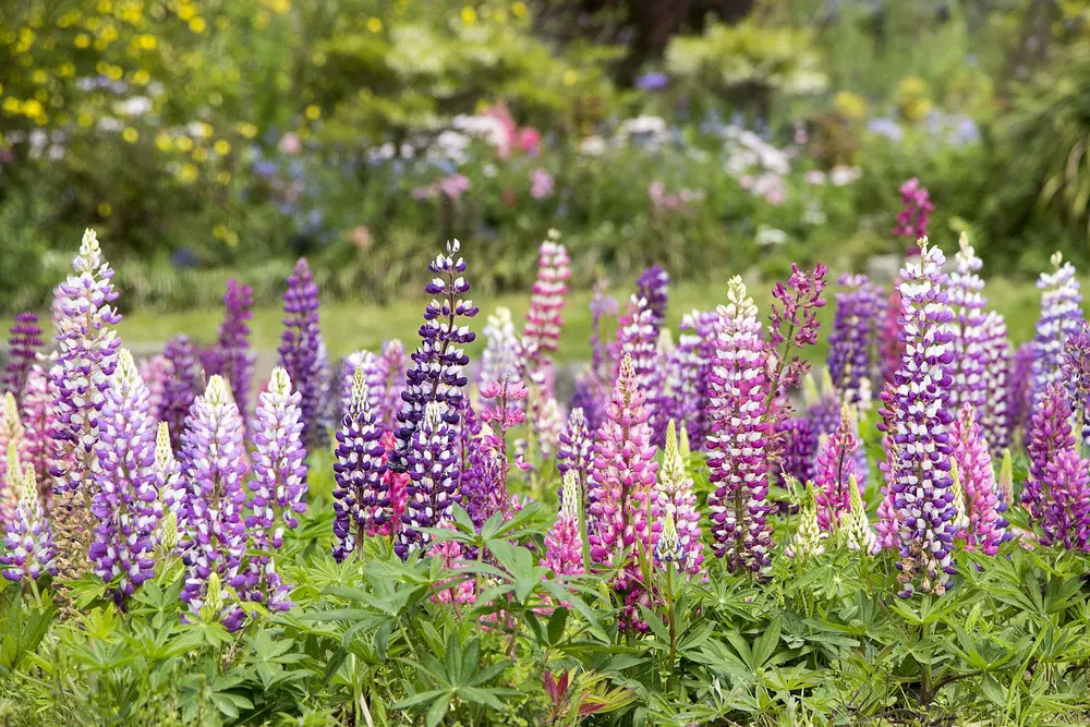 pink and purple delphiniums