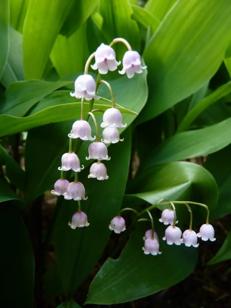 purple lily of the valley