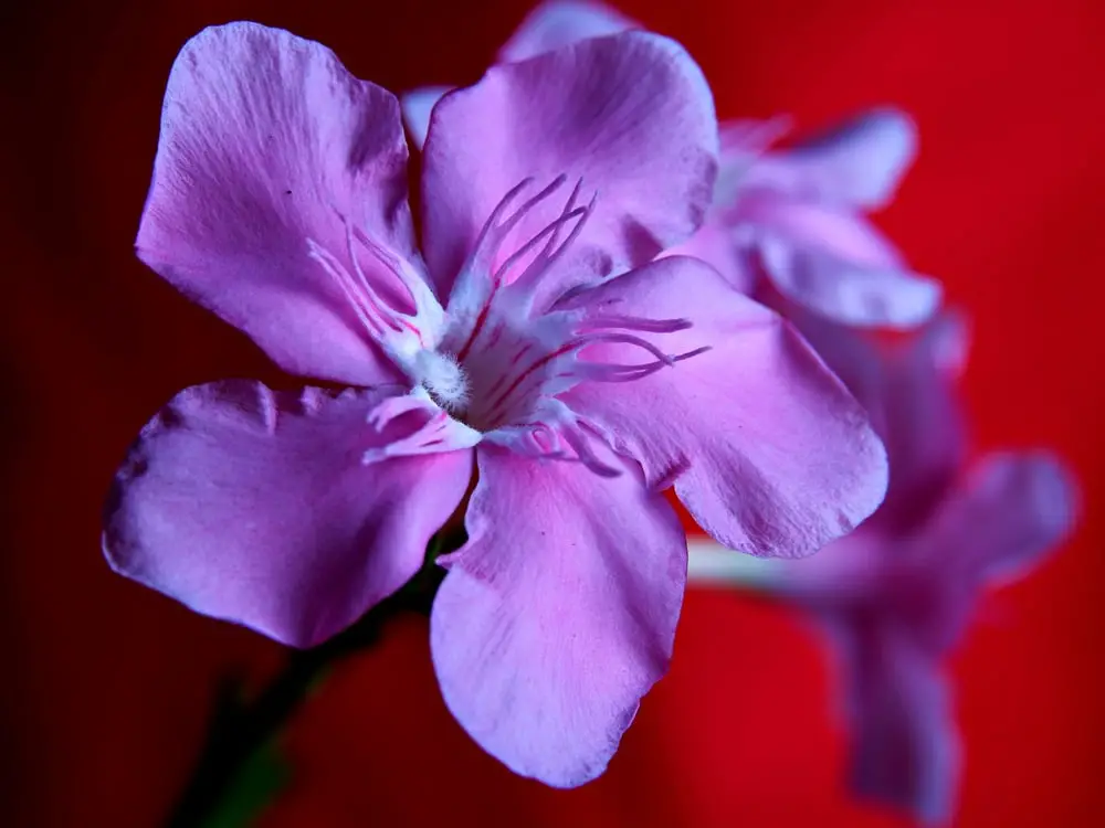 purple oleander