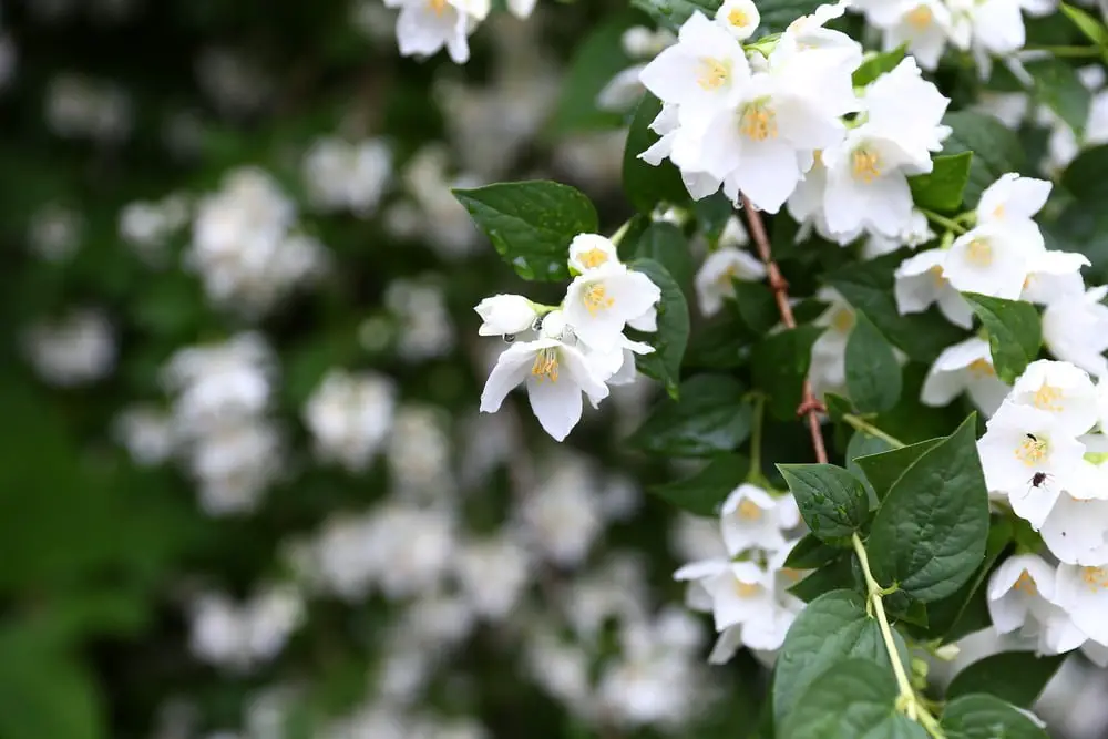 white jasmine