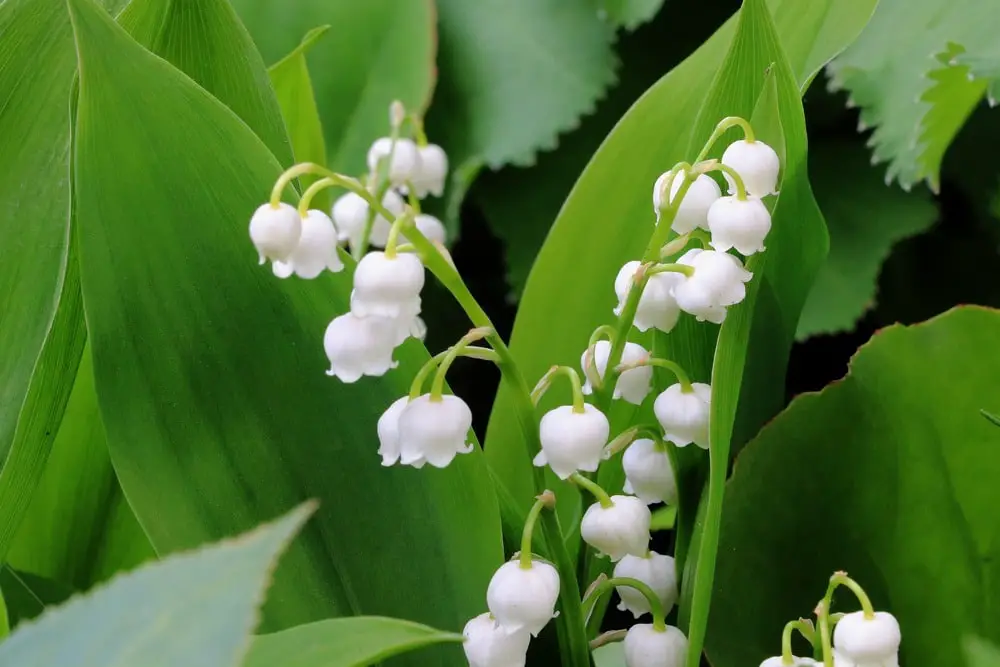 white lily of the valley
