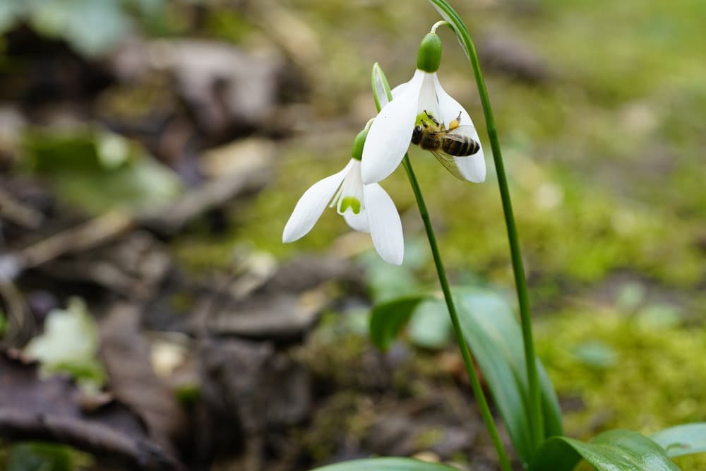 white snowdrop and bee