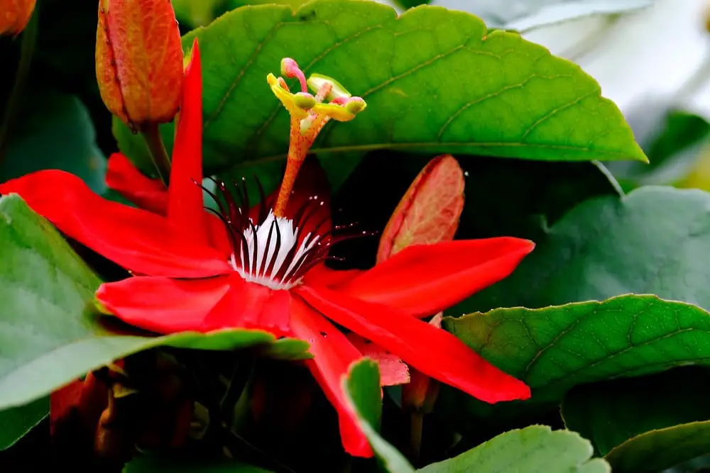 red passion flower