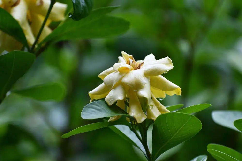 yellow gardenia