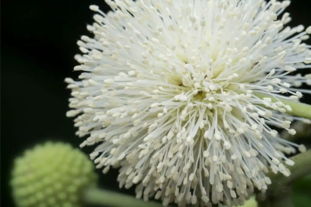 how-to-grow-care-for-buttonbush-growingvale