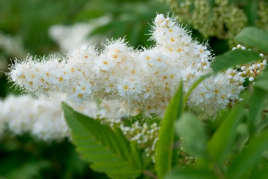 How to Grow and Care for False Spirea (Sorbaria sorbifolia) - GrowingVale