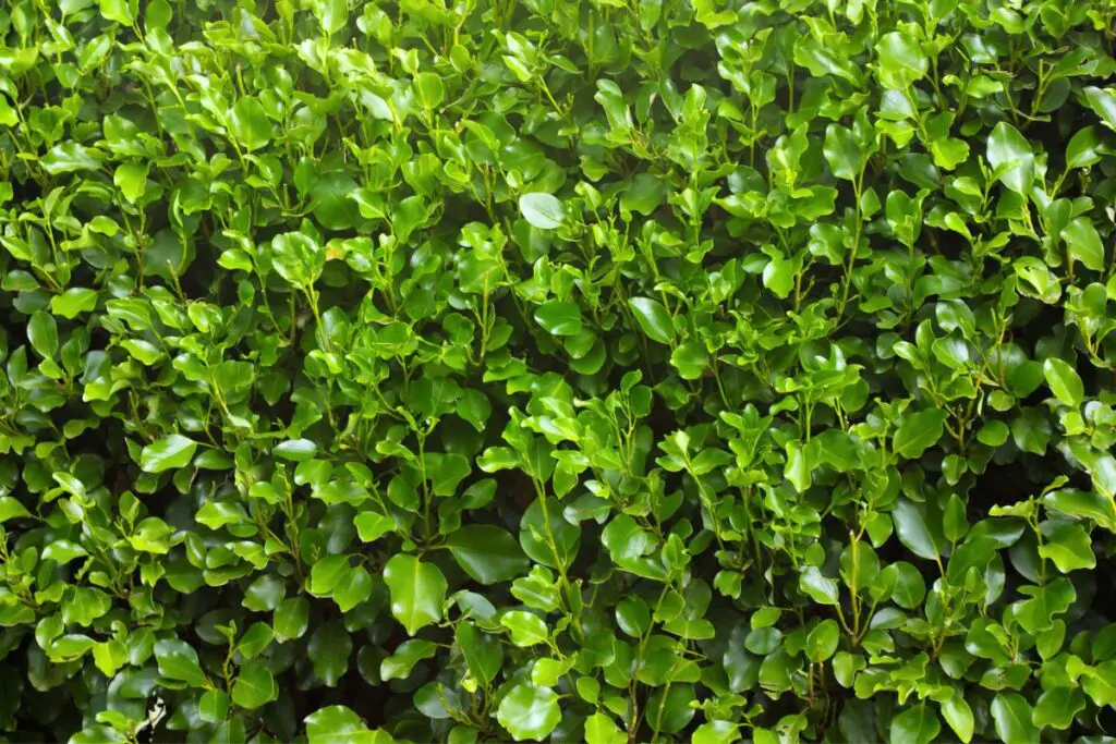 How to Grow and Care for Griselinia - GrowingVale