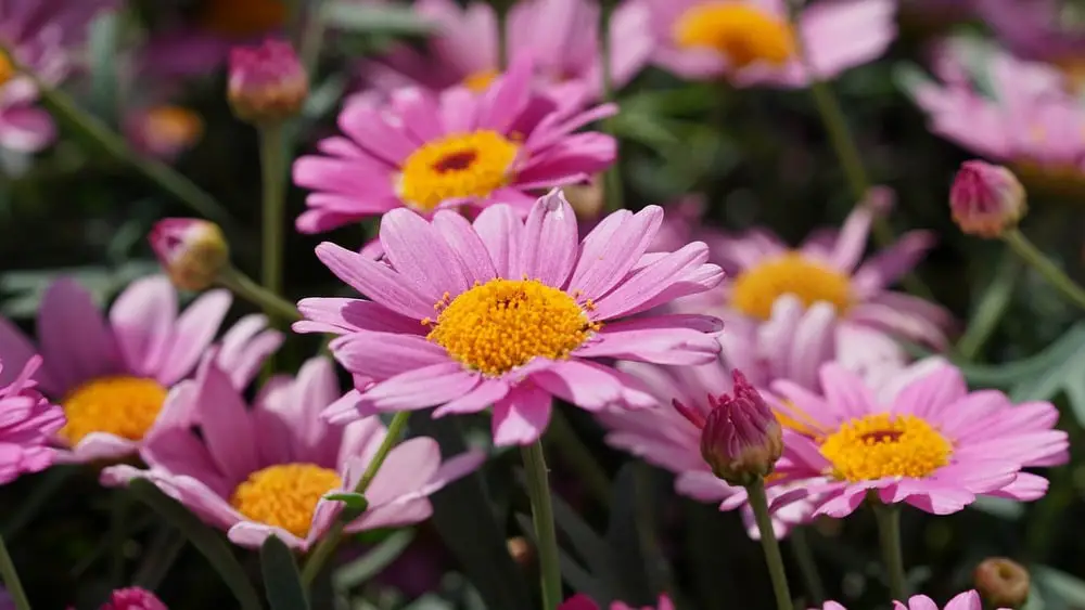 pink daisies