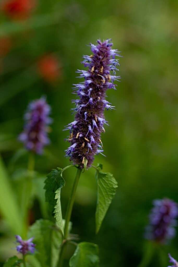 Interesting Anise Hyssop Flower Meaning, Symbolism, and Uses ...
