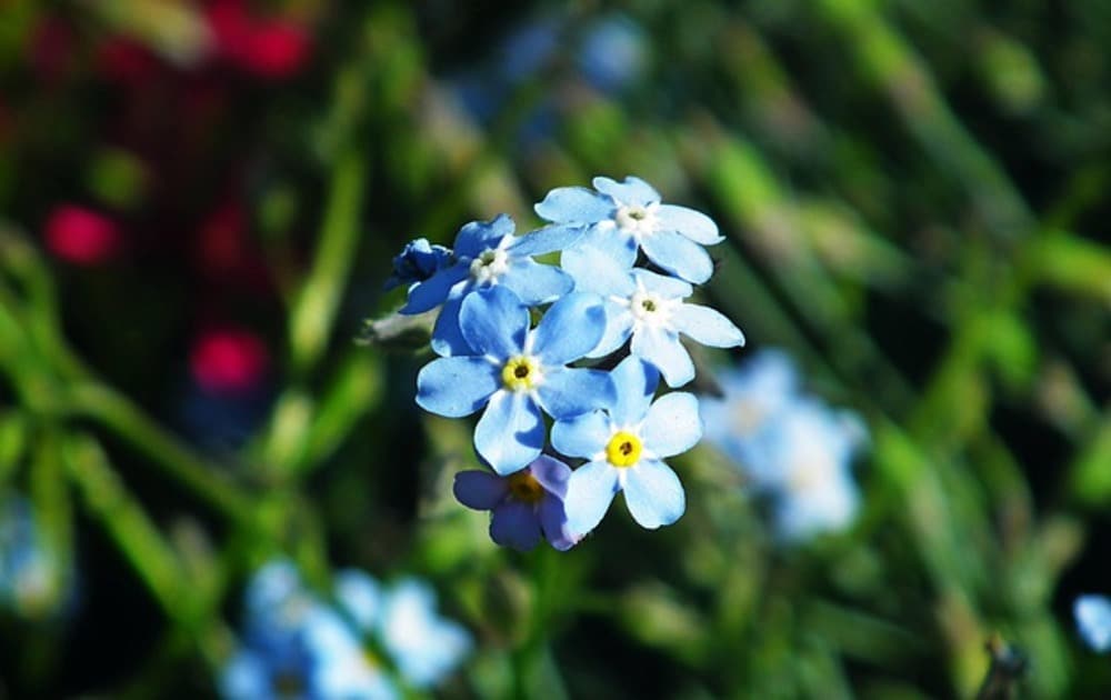 blue forget me not