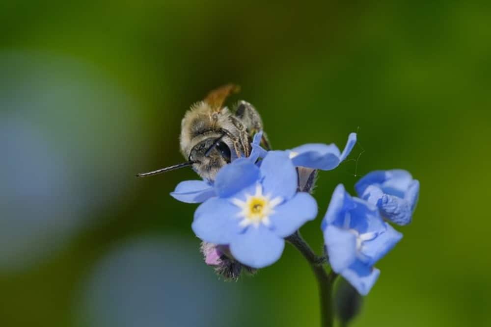 forget me not and honey bee