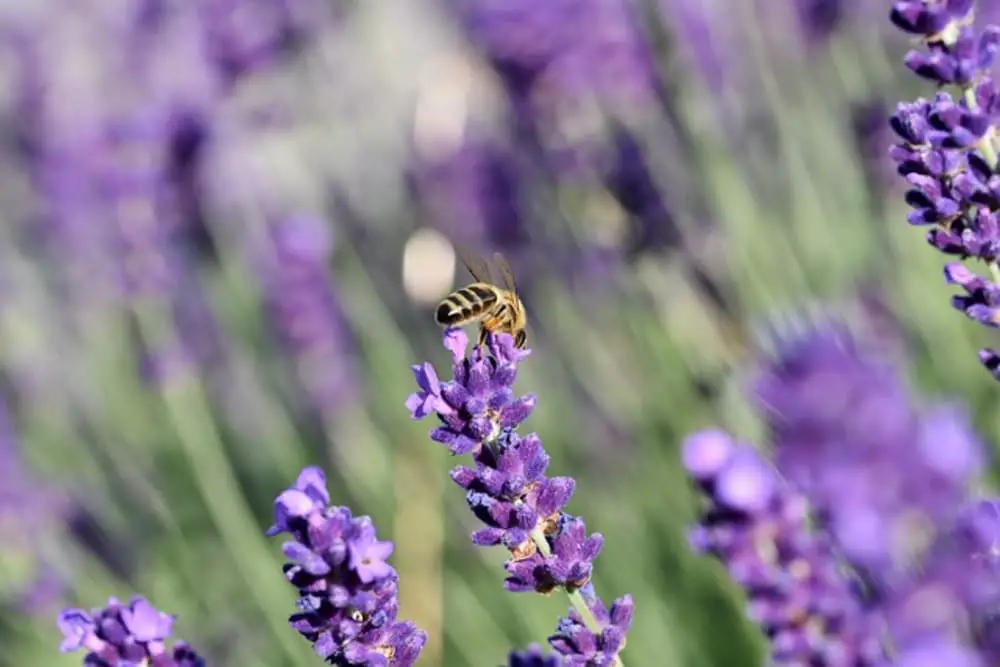 honey bee and lavender
