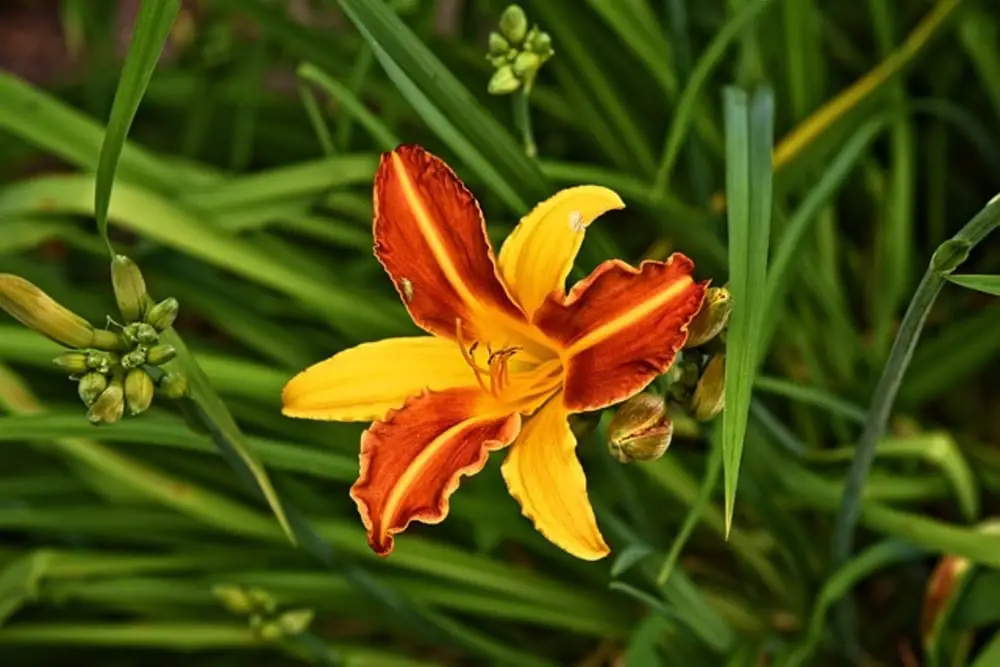 multi color lily