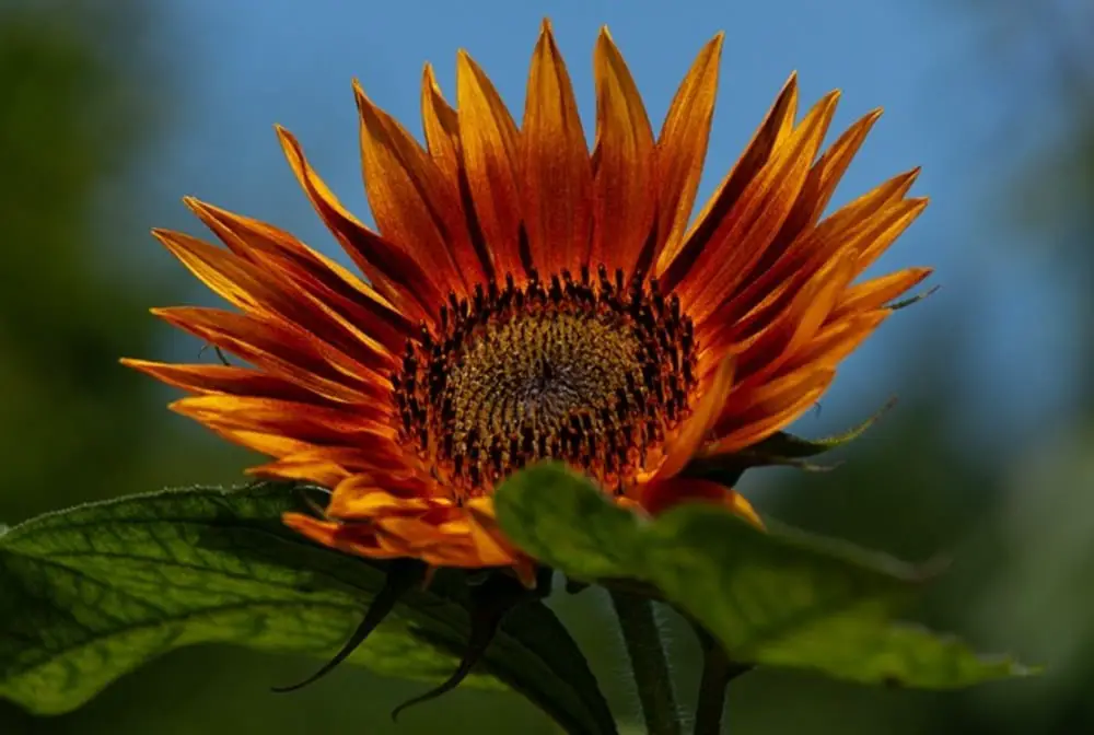 orange sunflower