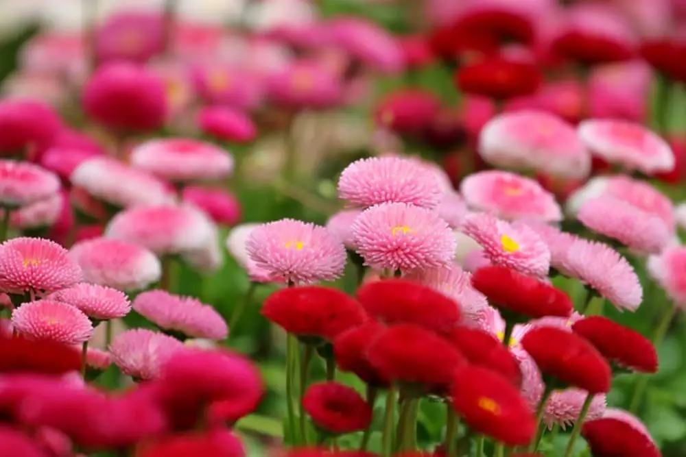 pink and red chrysanthemums