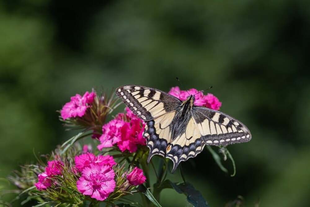 pink carnations and butterfly