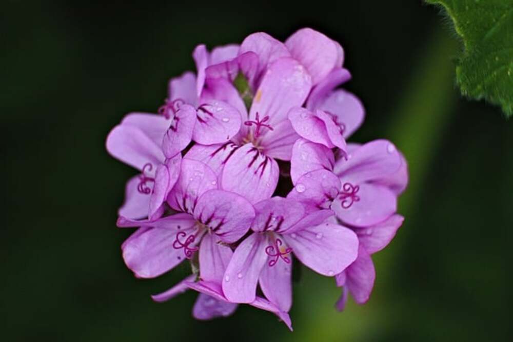 purple geraniums