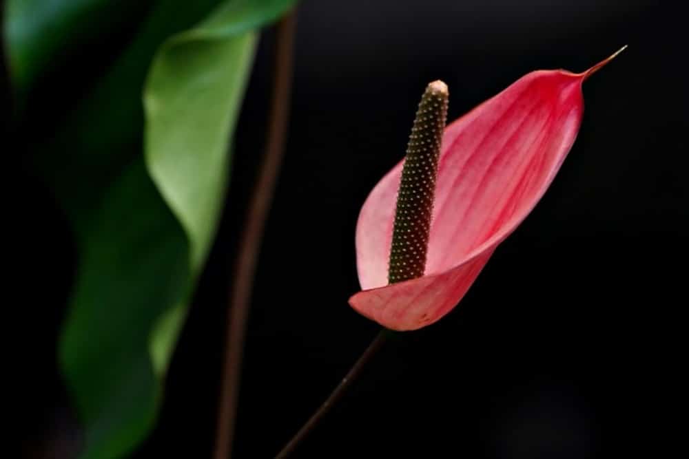 red anthurium blossom