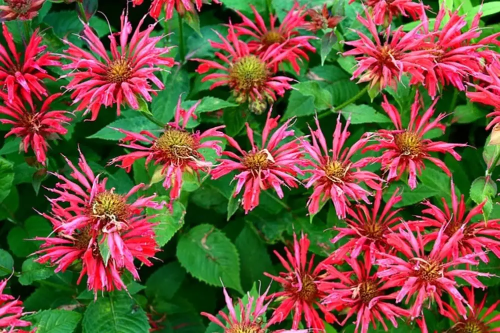 red bee balm flowers