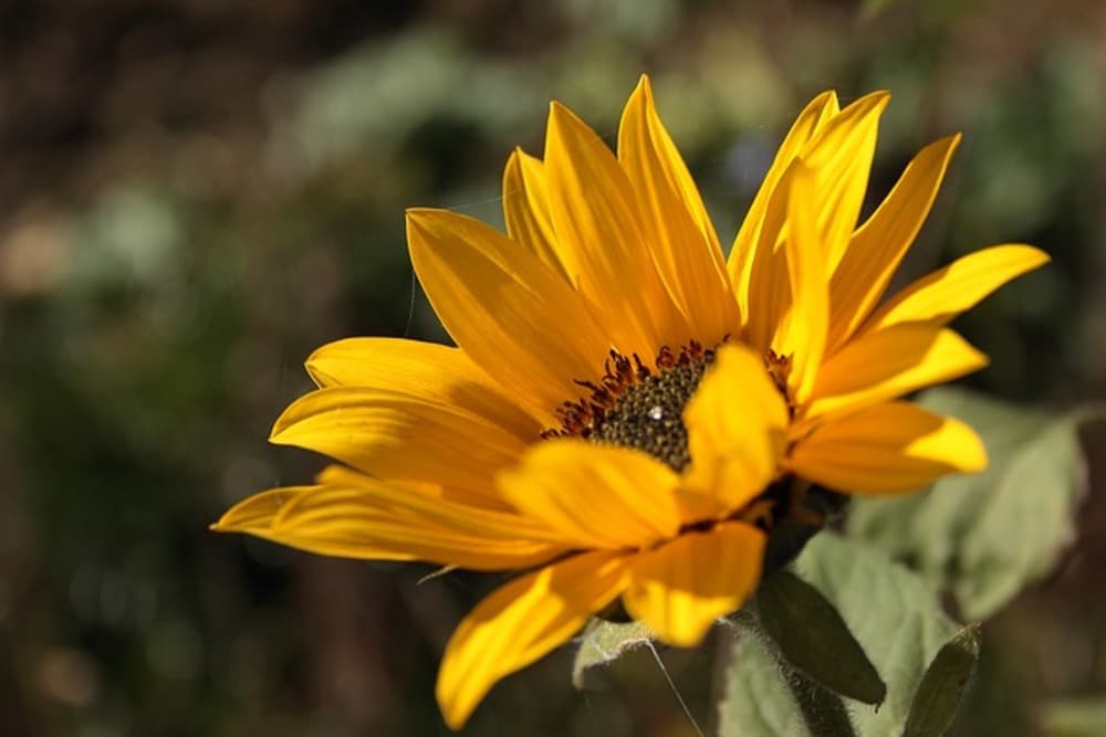 yellow sunflower
